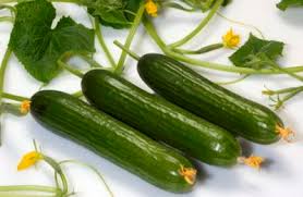 خرید خیار سبز